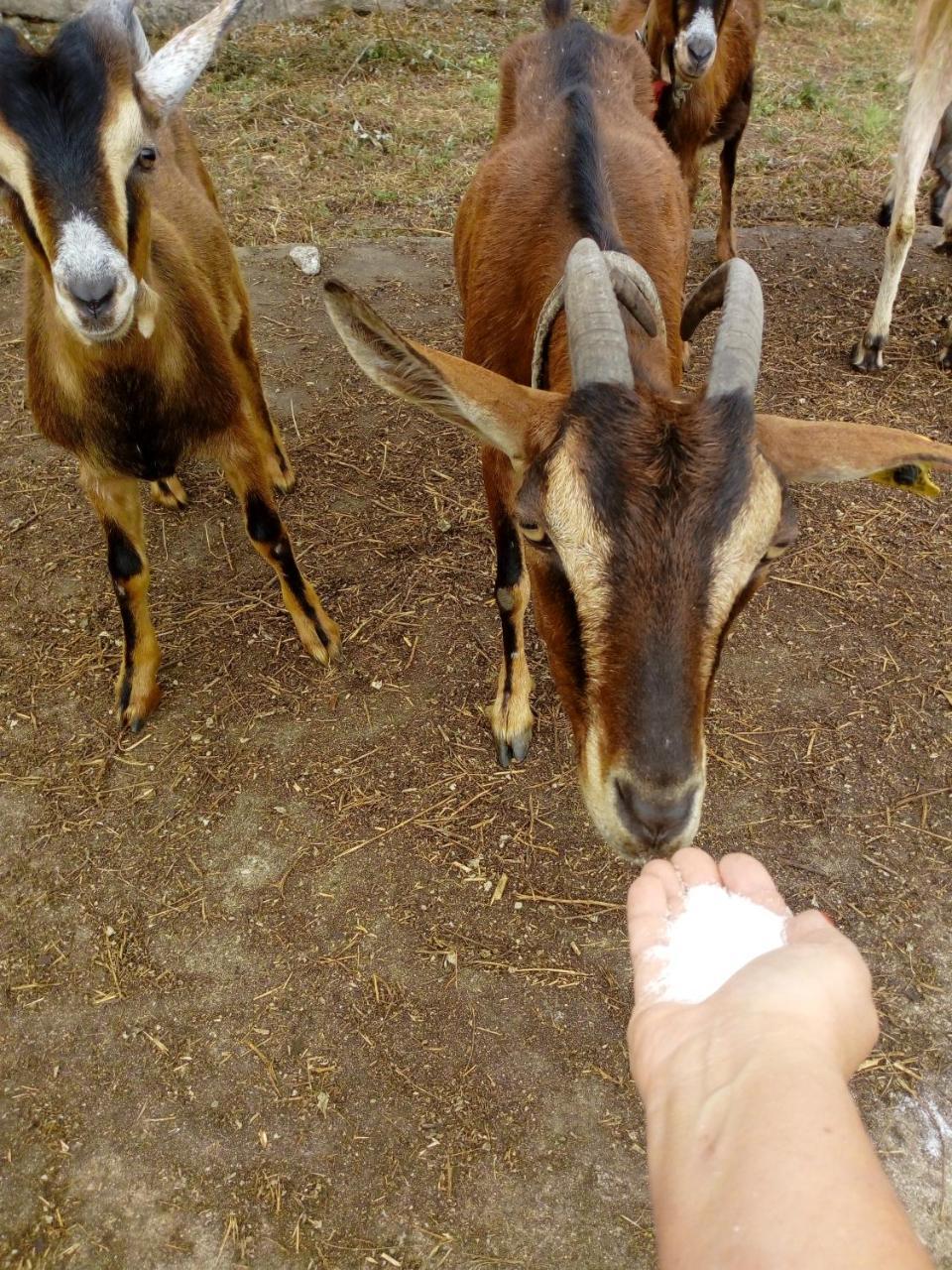 No Meio Da Natureza - Turismo No Espaco Rural Vila Nova de Famalicao Ngoại thất bức ảnh